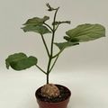 Matelea cyclophylla