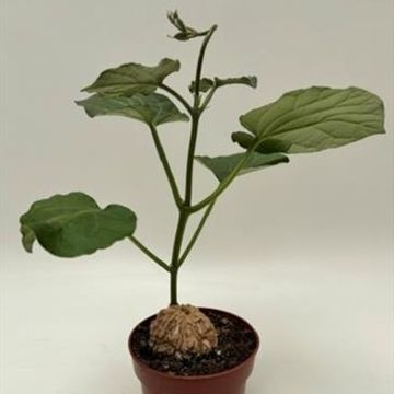 Matelea cyclophylla