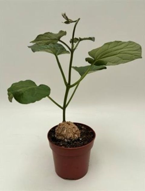 Matelea cyclophylla