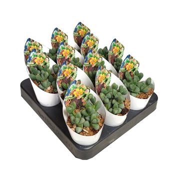 Delosperma lehmannii