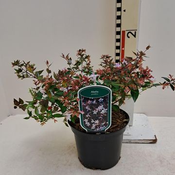 Abelia x grandiflora