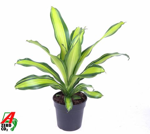 Dracaena fragrans 'Charley'