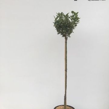 Euonymus japonicus 'Kathy'