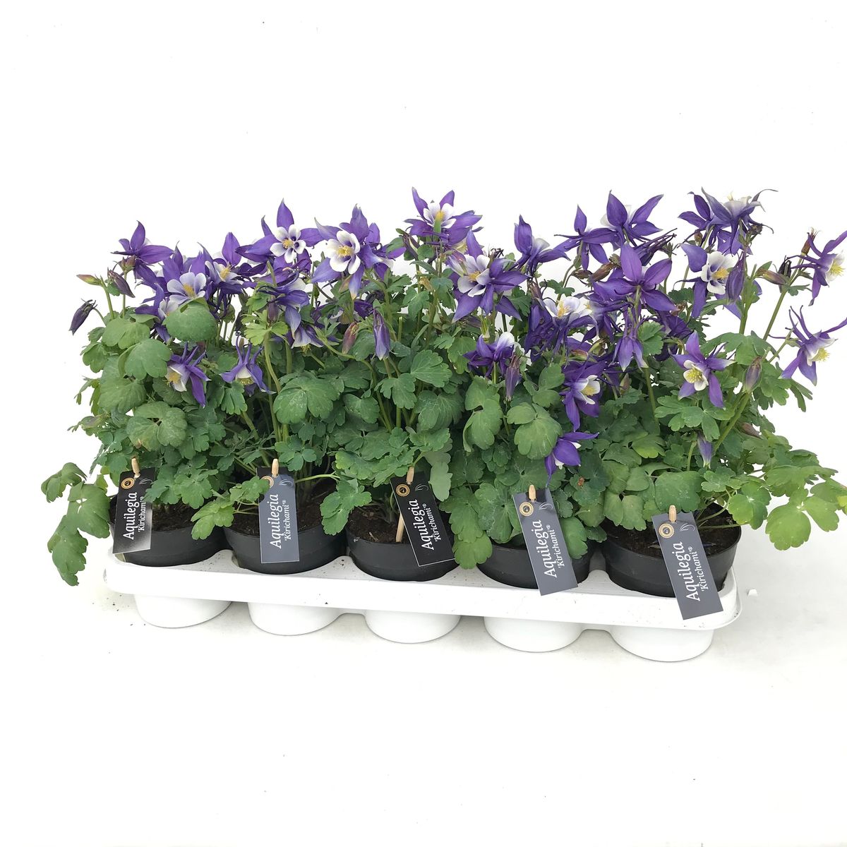 Aquilegia caerulea KIRIGAMI DEEP BLUE & WHITE — Plant Wholesale FlorAccess