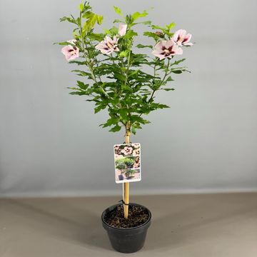 Hibiscus syriacus 'Hamabo'