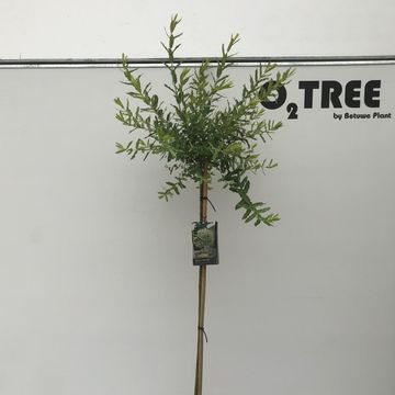 Ива integra 'Хакуро-нишики'