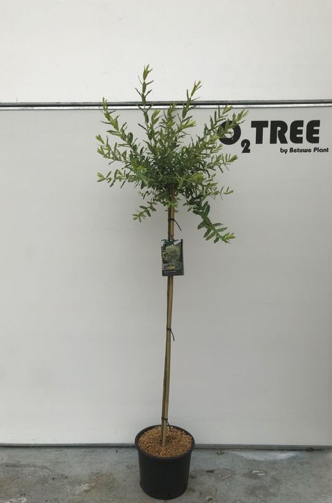 Salix integra 'Hakuro-nishiki'