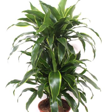 Dracaena fragrans 'Arturo'