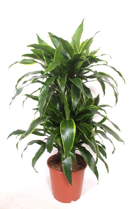 Dracaena fragrans 'Arturo'