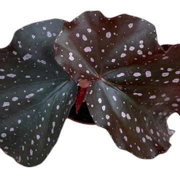 Begonia palmata