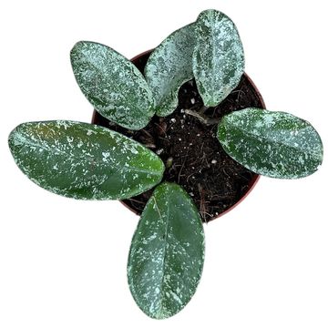 Hoya carnosa 'Grey Ghost'