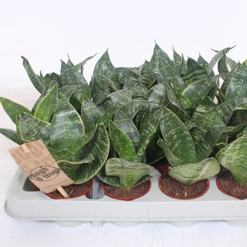 Sansevieria trifasciata 'Hahnii'