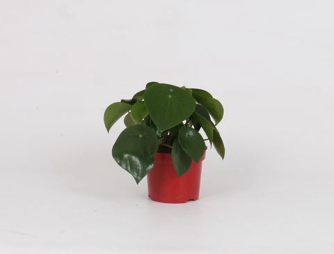 Peperomia polybotrya 'Raindrop'