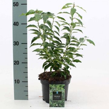 Prunus lusitanica 'Angustifolia'