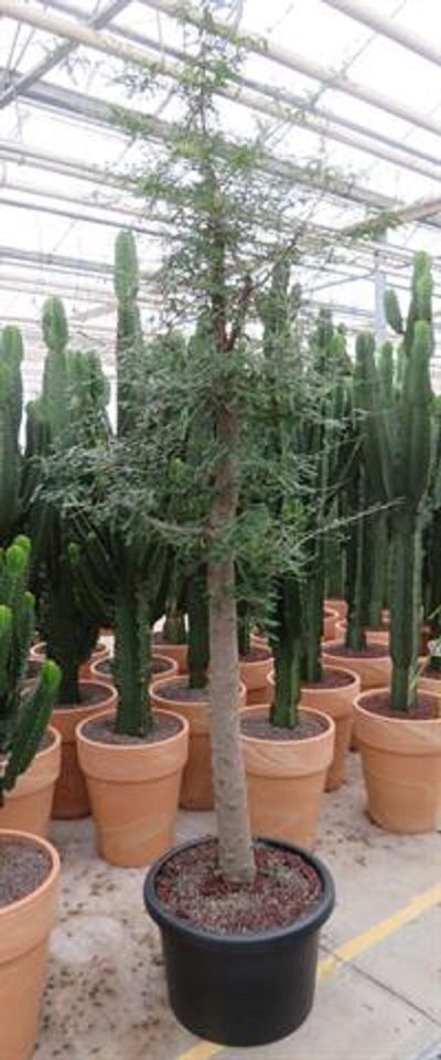 Operculicarya decaryi