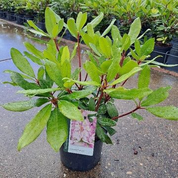 Rhododendron ponticum 'Розеум'