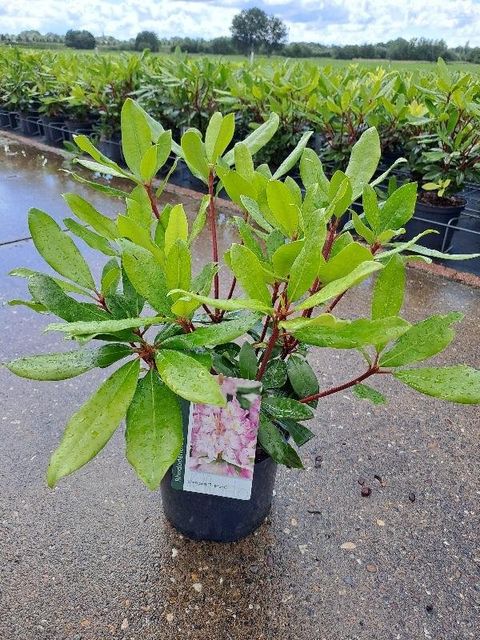 Rhododendron ponticum 'Roseum'