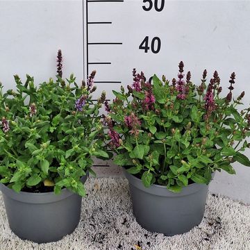Salvia nemorosa MIX