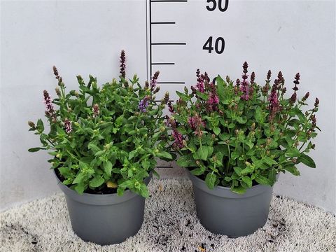 Salvia nemorosa MIX