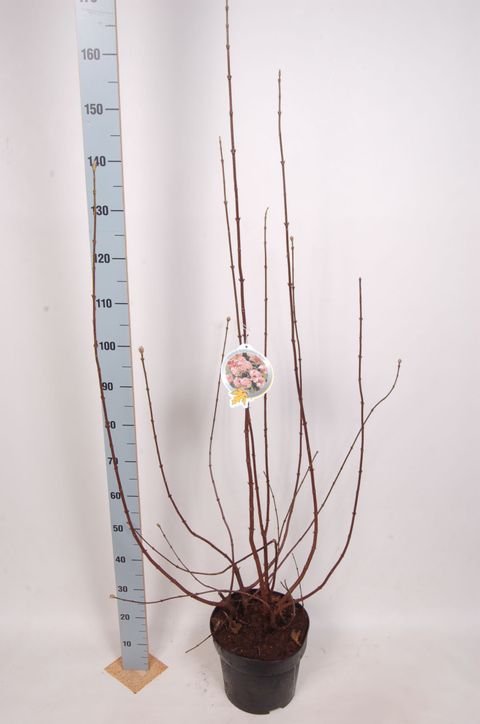 Viburnum x bodnantense 'Dawn'