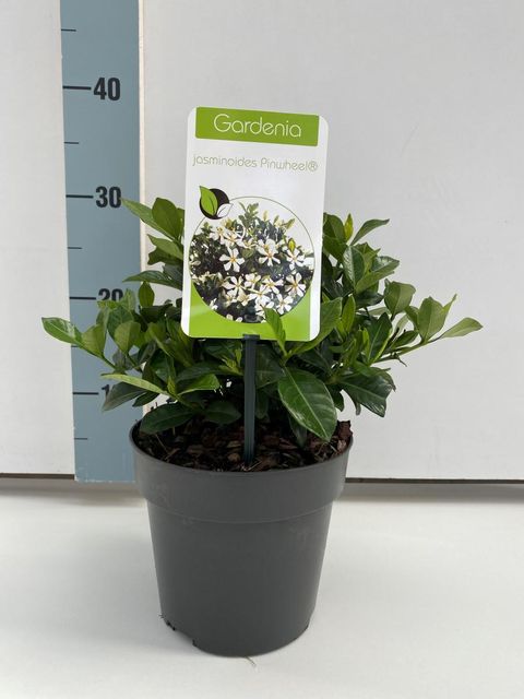 Gardenia jasminoides PINWHEEL