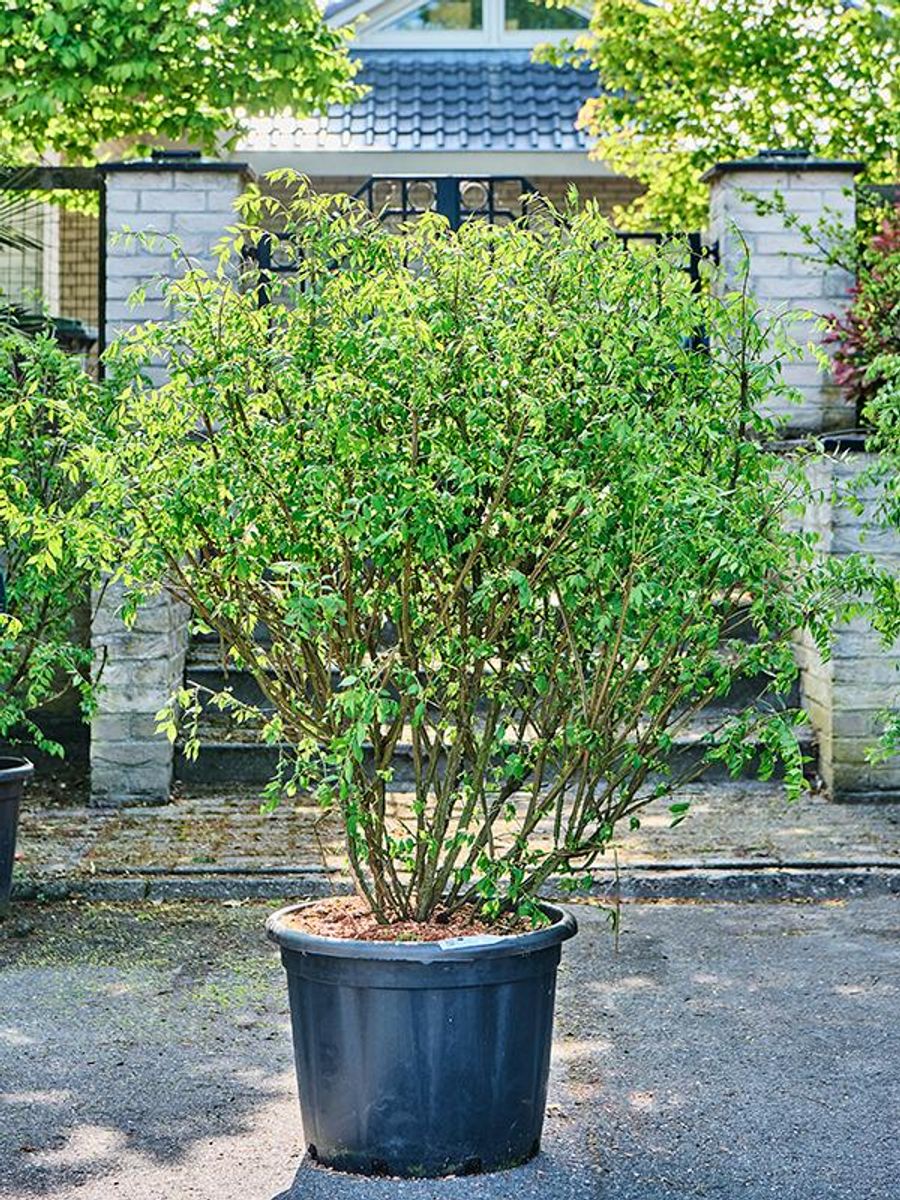 Euonymus alatus — Plant Wholesale FlorAccess