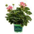 Pelargonium PINK PANDORA
