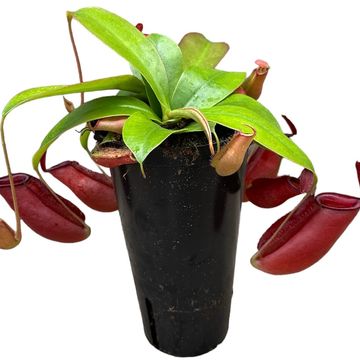 Nepenthes 'Bloody Mary'