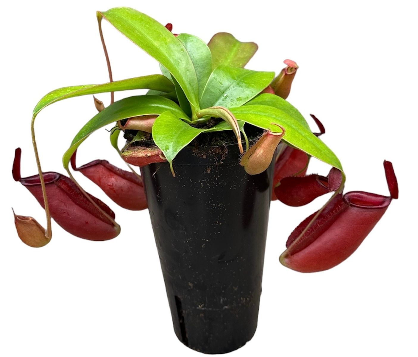 Nepenthes 'Bloody Mary' — Plant Wholesale FlorAccess