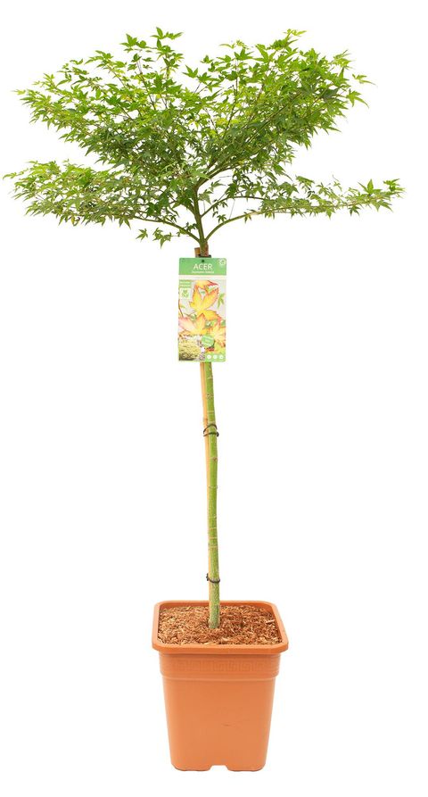 Acer palmatum 'Little Princess'