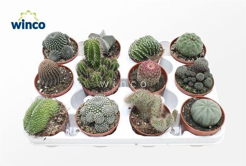 Cactos MIX