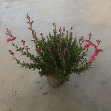 Daboecia cantabrica 'Irish Princess'