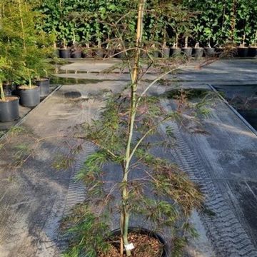 Acer palmatum 'Garnet'