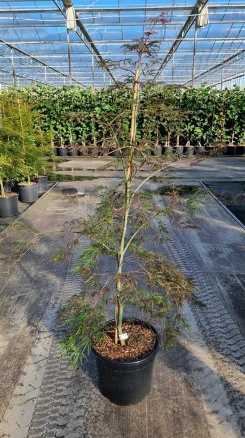 Acer palmatum 'Garnet'