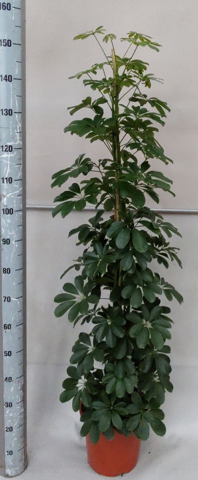 Schefflera arboricola 'Compacta'