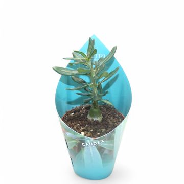 Pachypodium succulentum