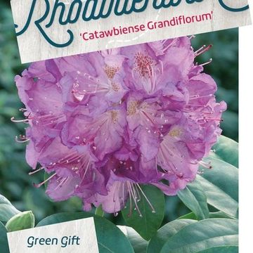 Rhododendron 'Catawbiense Grandiflorum'