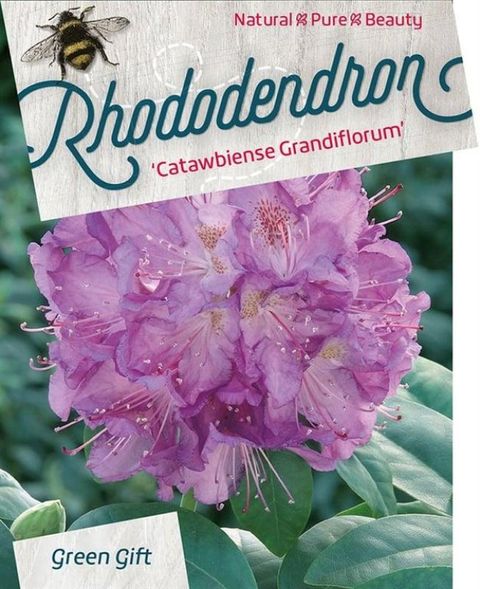 Rhododendron 'Катавбинзе Грандифлорум'