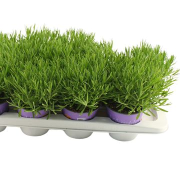 Lavandula angustifolia 'Essence Purple'