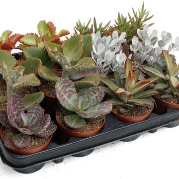 Kalanchoe MIX