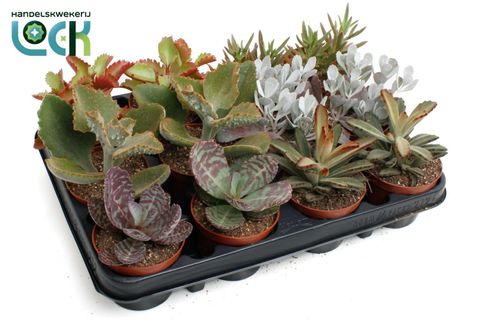 Kalanchoe MIX