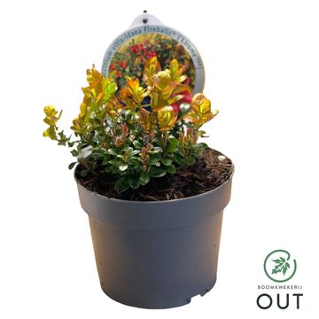 Vaccinium vitis-idaea FIREBALLS