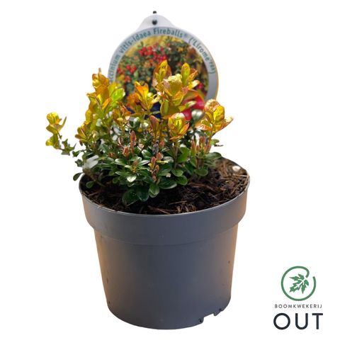 Vaccinium vitis-idaea FIREBALLS