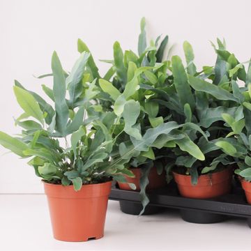 Phlebodium aureum 'Blue Star'