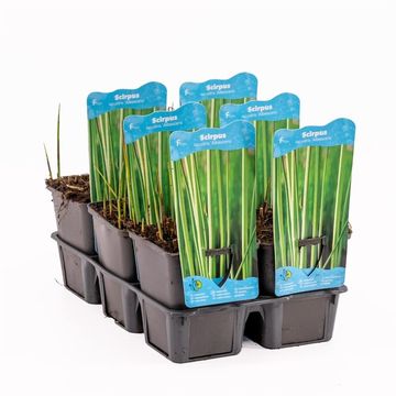 Scirpus lacustris 'Albescens'