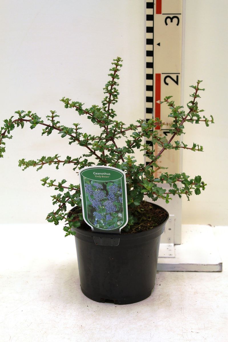 Ceanothus 'Emily Brown' — Plant Wholesale FlorAccess