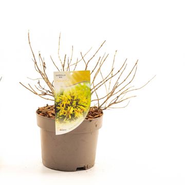 Diervilla rivularis HONEYBEE