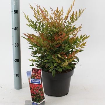 Nandina domestica 'Gulf Stream'