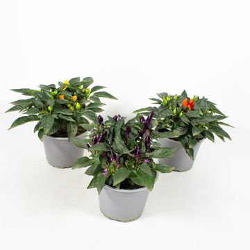 Capsicum annuum MIX
