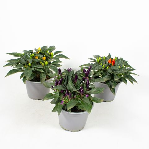 Capsicum annuum MIX